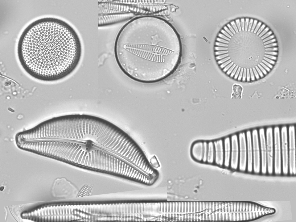 Diatoms from the Ebro river. Thalassiosira, Melosira, Cyclotella, Cymbella, Diatoma and Ulnaria