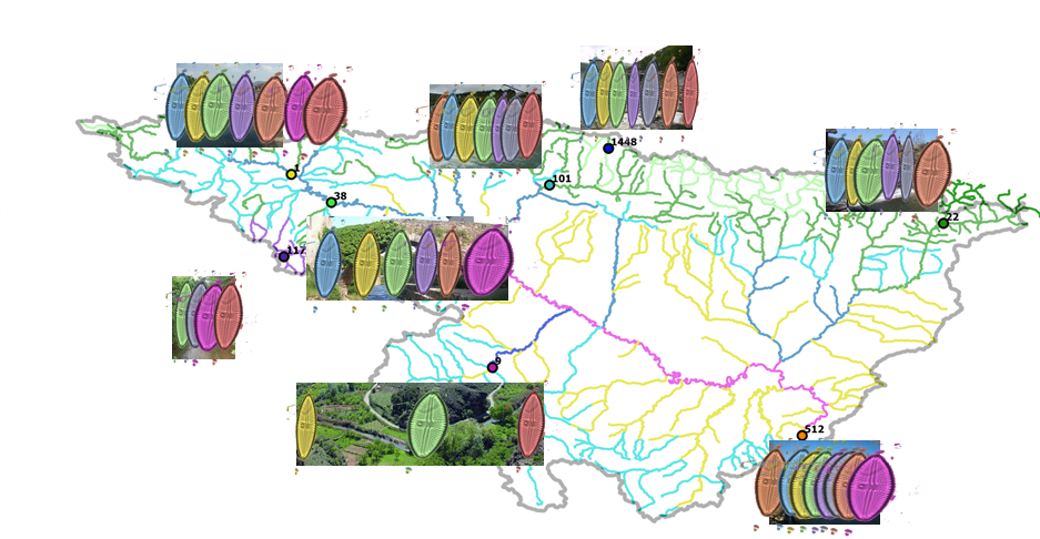 Variation of diatom sizes in time and space