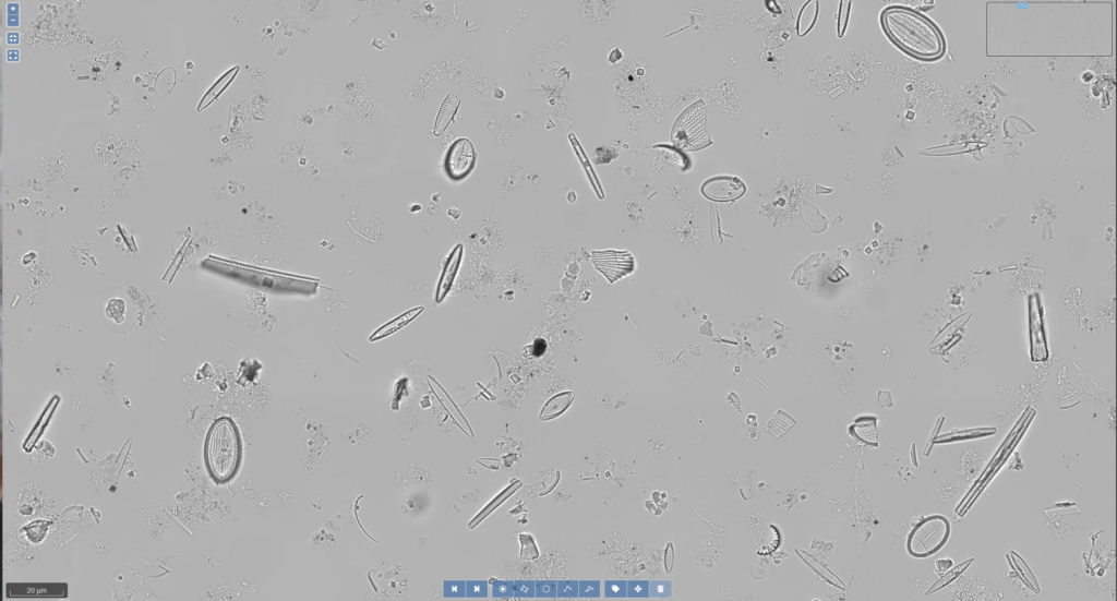 Sample taken in Ebro -Xerta 0512 sampling site. Visualization with Biigle 2.0.